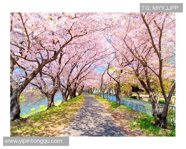 札幌冈萨多迎战大阪樱花激战在即球迷期待精彩对决 札幌冈萨多迎战大阪樱花激战在即球迷期待精彩对决